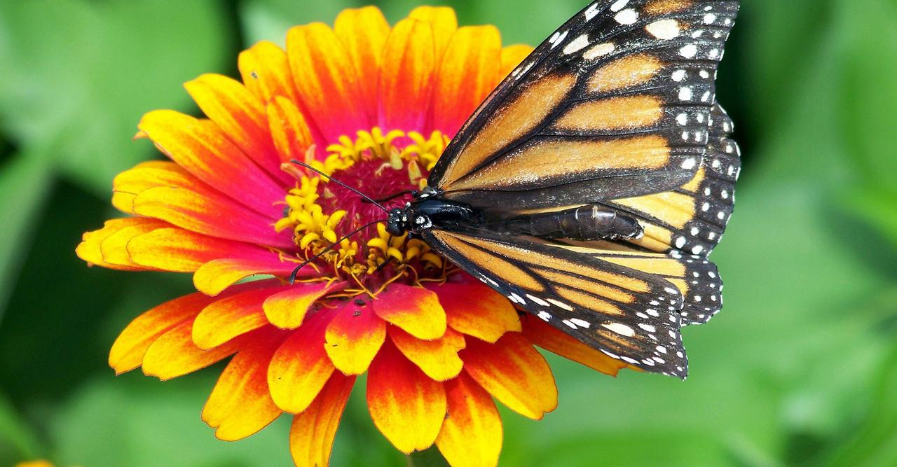 Biodiversité : le rôle des insectes pollinisateurs