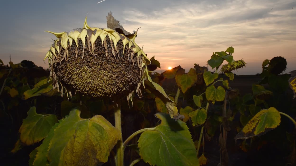 Sécheresse: doit-on craindre une pénurie d'eau potable?