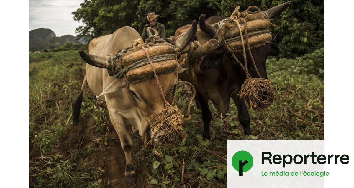 Cuba, le pays de l’agriculture biologique