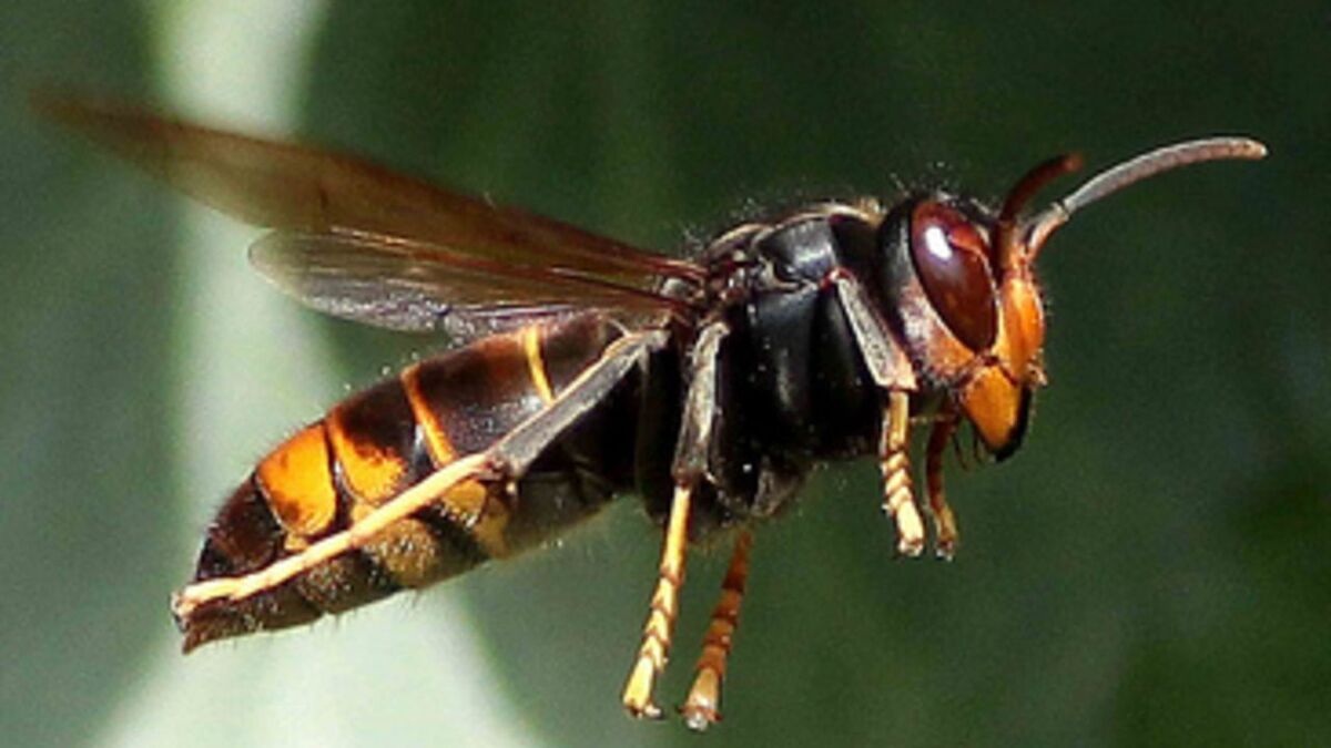 Frelons asiatiques : dix choses à savoir sur cet insecte envahissant