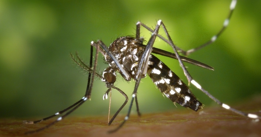 Les moustiques pourraient apporter des maladies tropicales en Europe