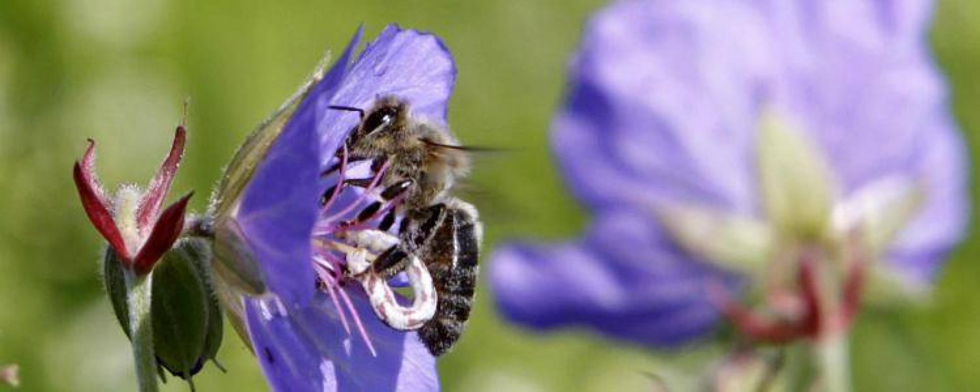 Ecologie: l'inquiétante disparition des abeilles | FranceSoir