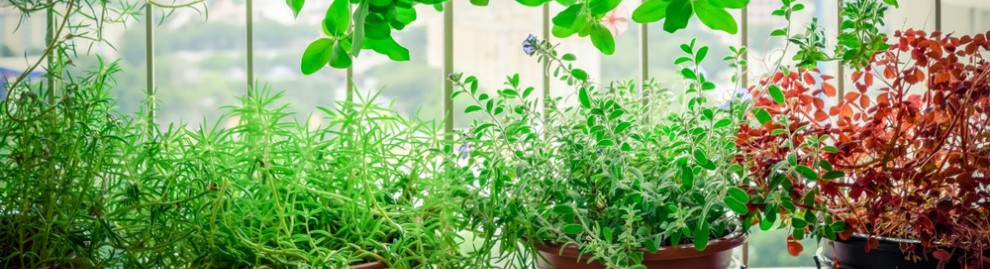 Agriculture urbaine et villes comestibles : l'avenir est-il sur les toits ? - ConsoGlobe