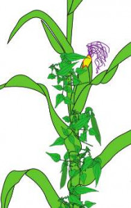 Milpa : Protocole de culture - Milpa culture de maïs courge et - Permaculture