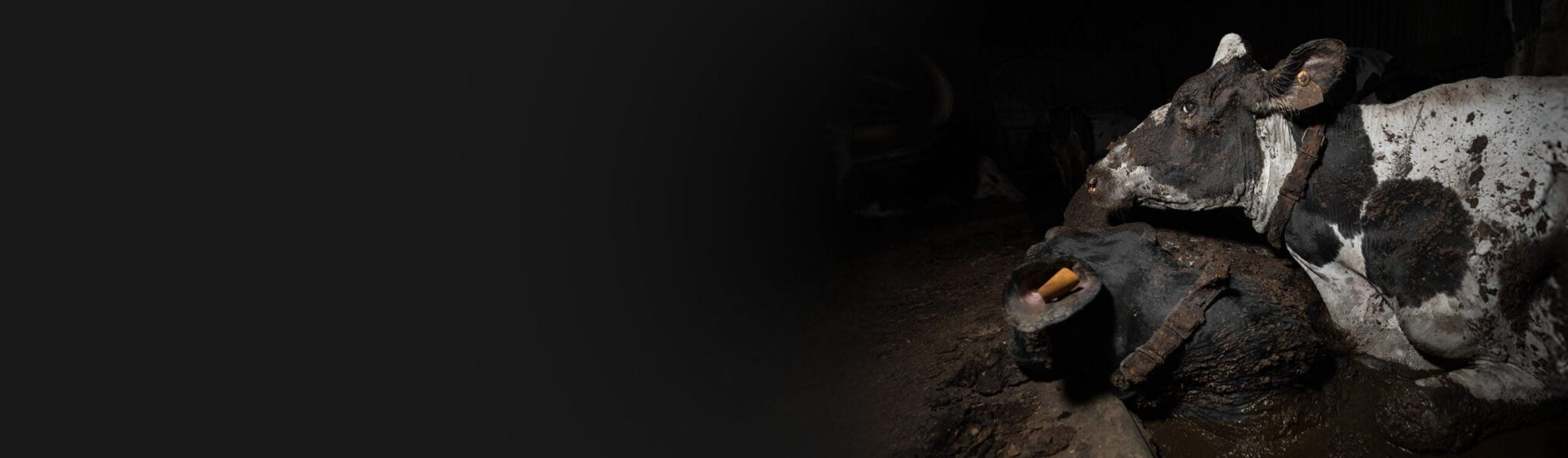 L214 : Agir pour les animaux