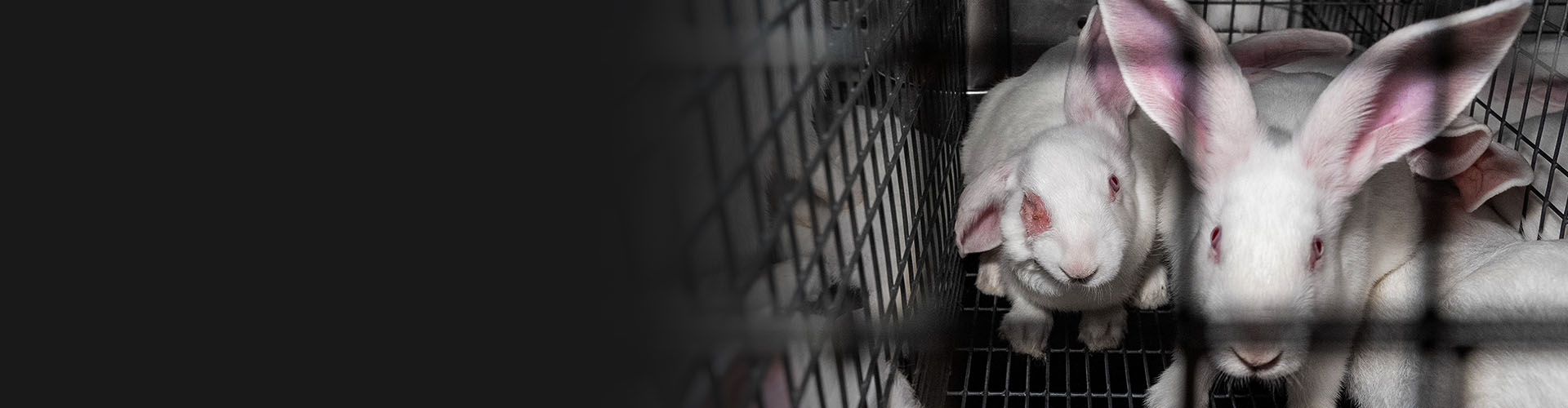 L214 : Agir pour les animaux