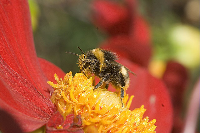 Comment attirer les pollinisateurs au jardin : sélection
