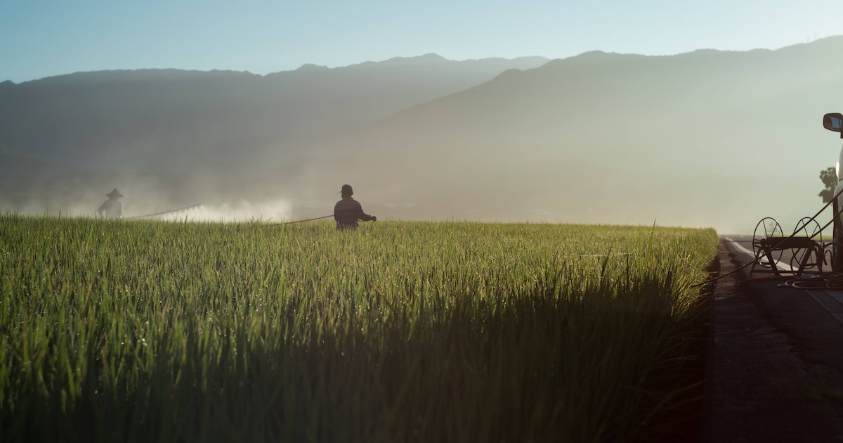 Un pesticide, qui vole en moyenne 2,5 points de QI chez l'enfant, toujours pas interdit