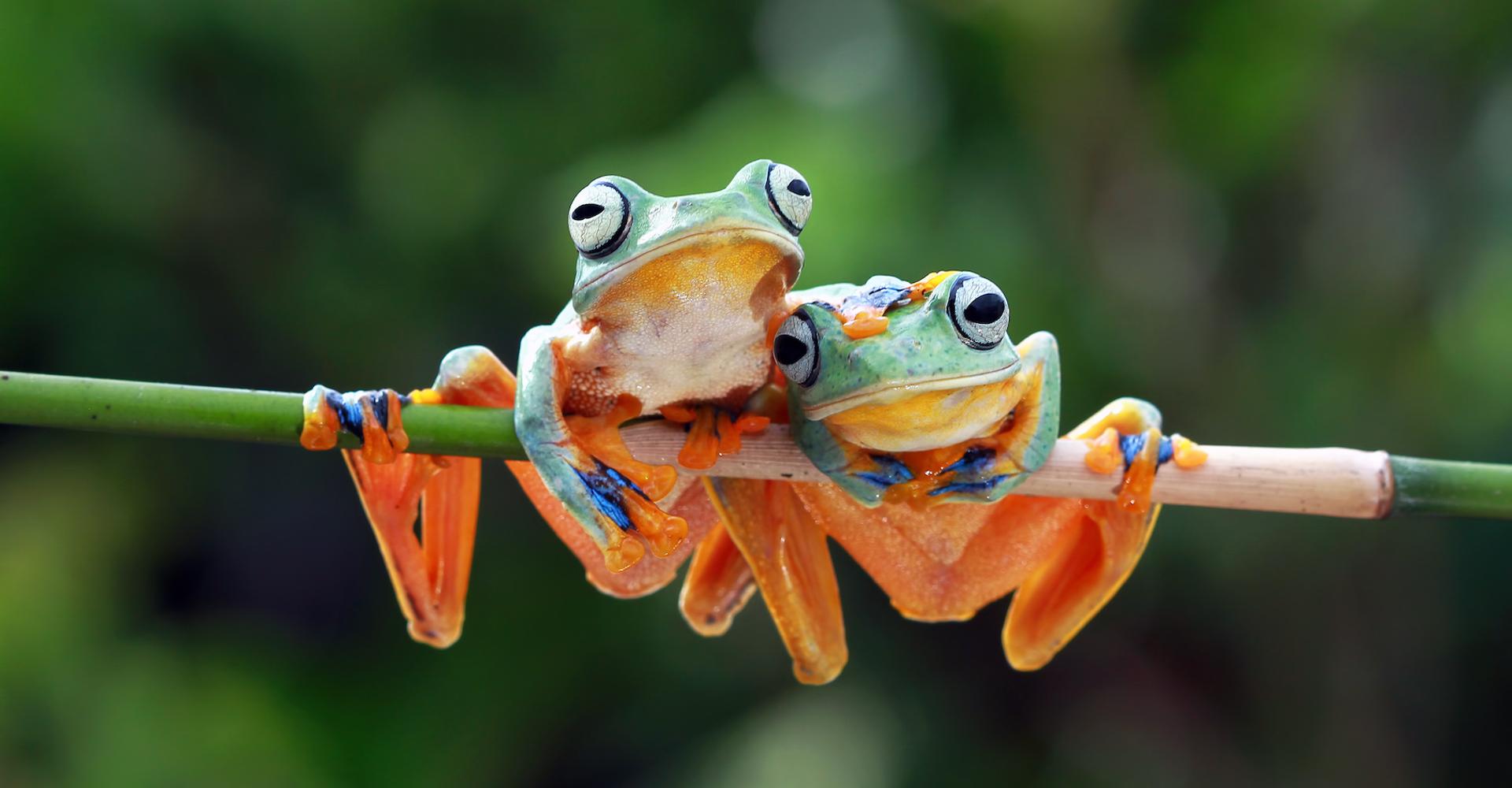 Vous pensiez que l’extinction de masse en cours ne pouvait pas être pire ? Vous vous trompiez…