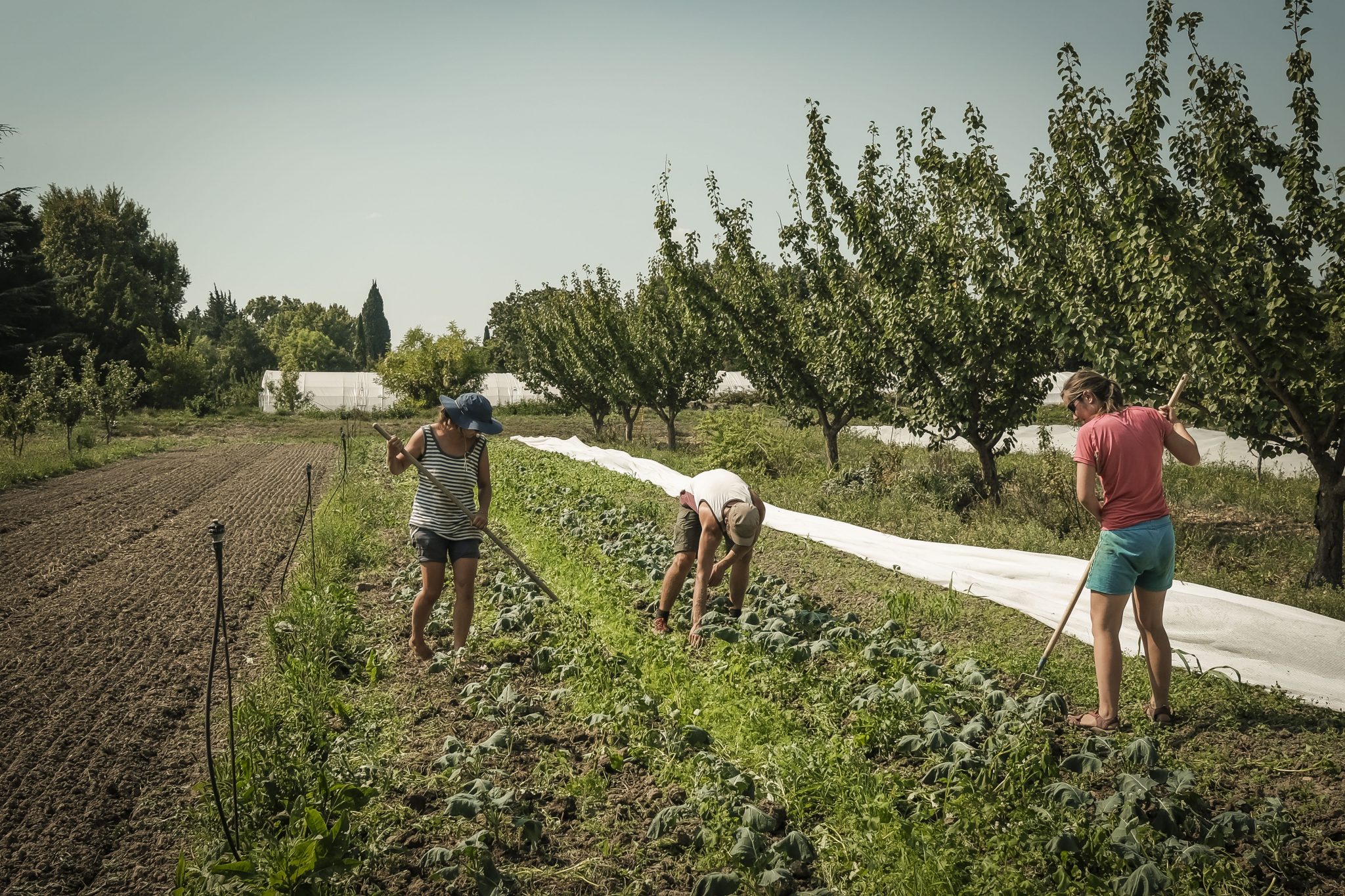Terre de Liens - Et si vous faisiez pousser des fermes ?