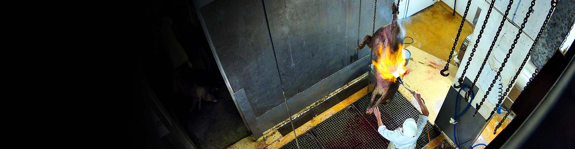 L214 : Agir pour les animaux