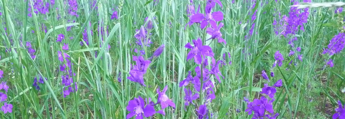 Les messicoles : des plantes de service | Le service de pollinisation | OSAÉ