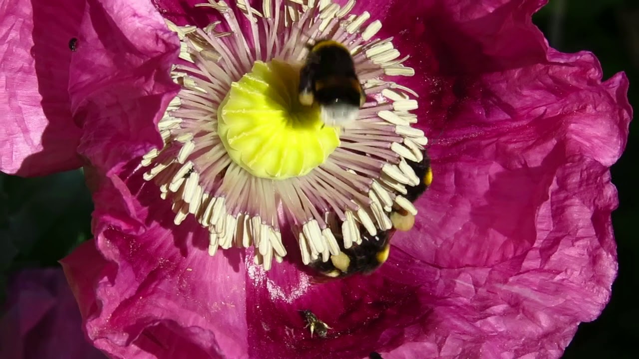 Aider les insectes et les oiseaux au jardin : et si on s'y mettait!