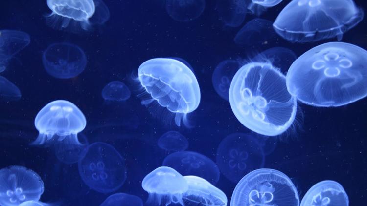 Des méduses mettent à l'arrêt un réacteur nucléaire