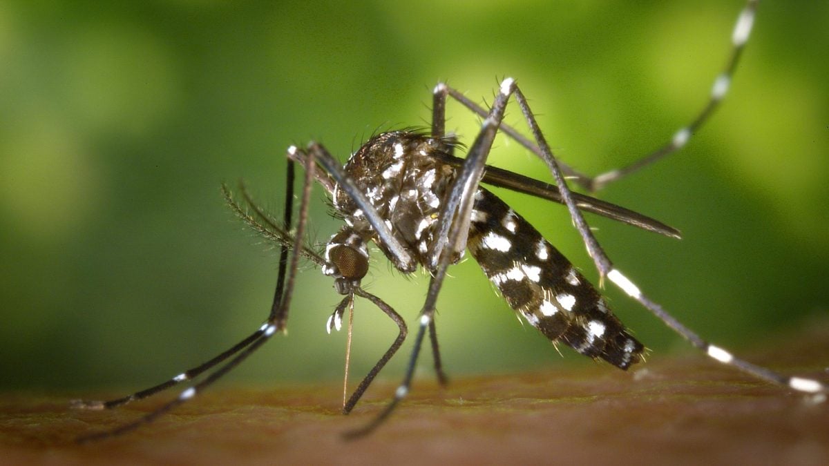 Moustique-tigre : le reconnaître, piqûre, maladies, carte en France