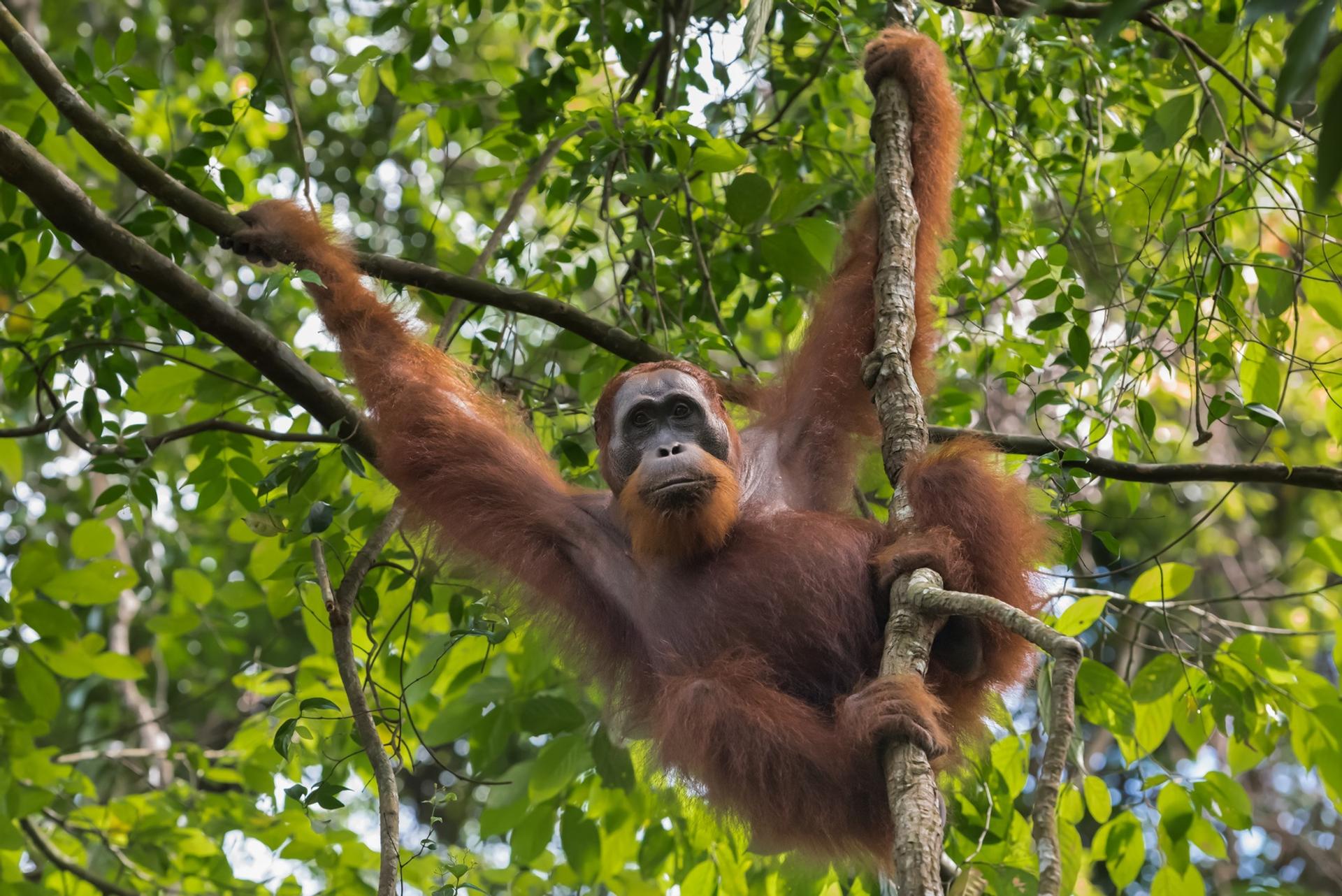 La crise de la biodiversité en 10 chiffres