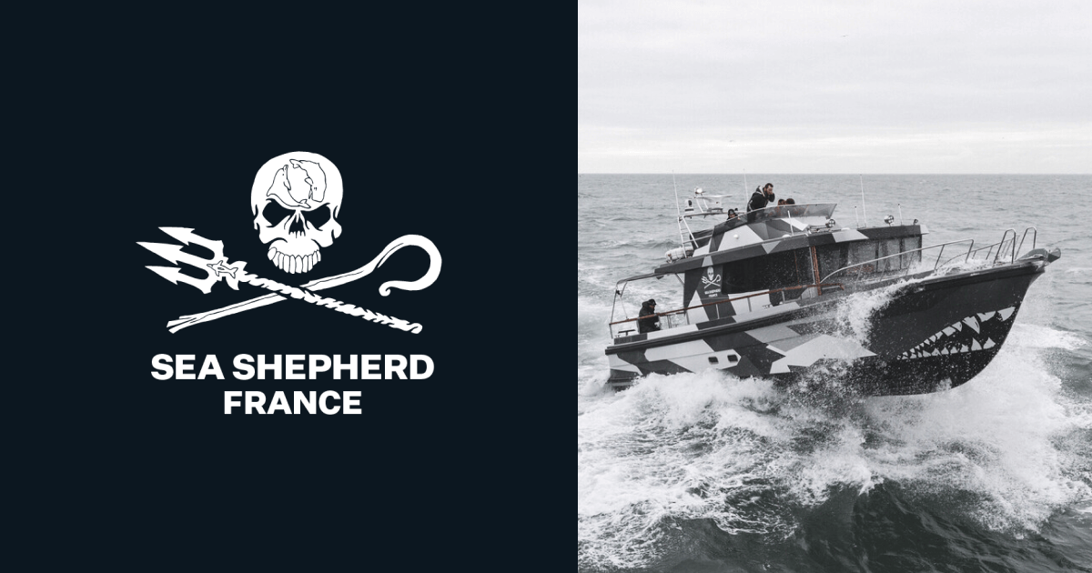 Sea Shepherd France est une association de défense et de protection des océans, spécialisée dans la lutte contre le braconnage et dans la sensibilisation du grand public aux enjeux liés à la préservation de la vie marine. | Sea Shepherd France