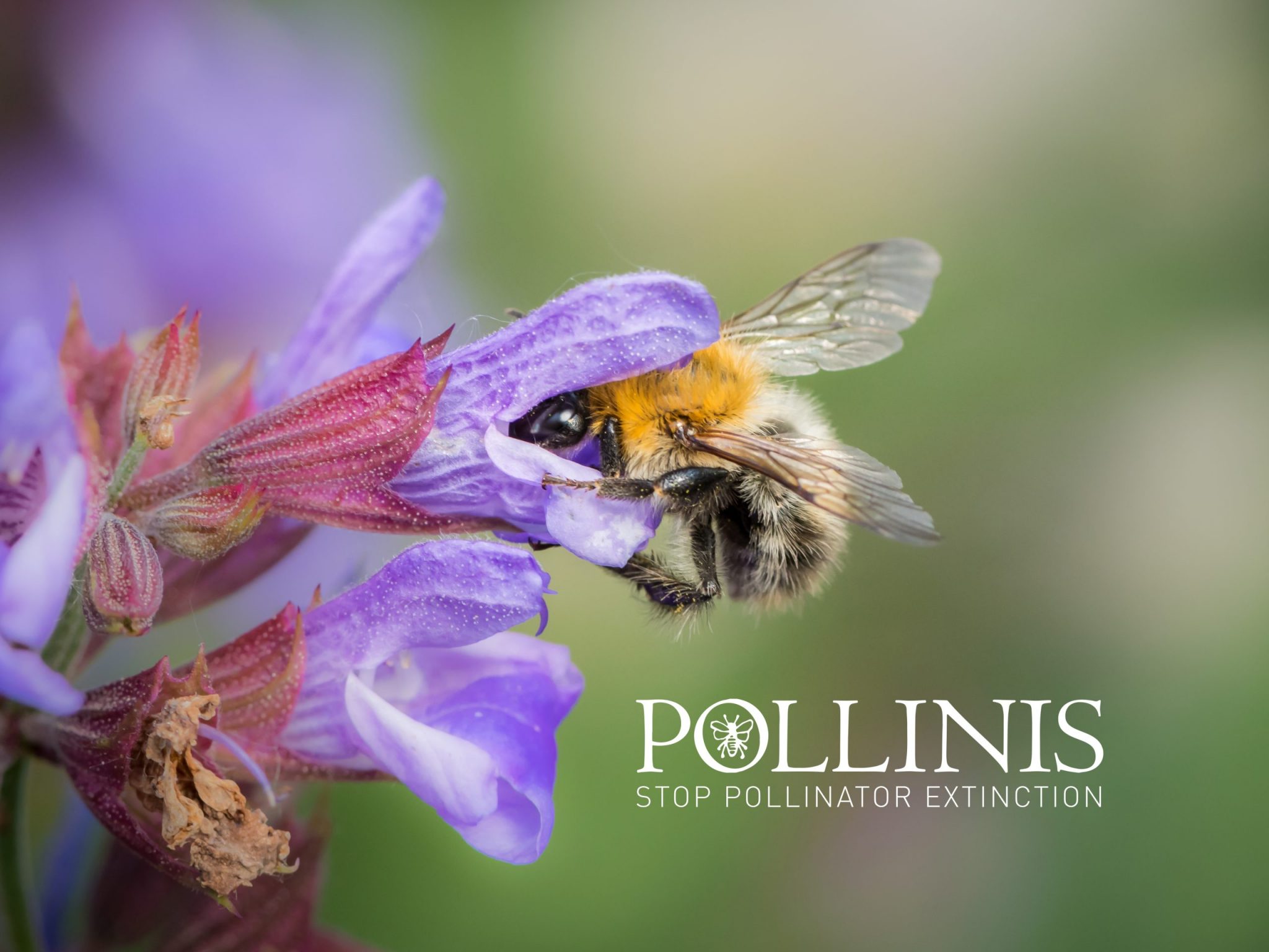 Les pollinisateurs - Pollinis