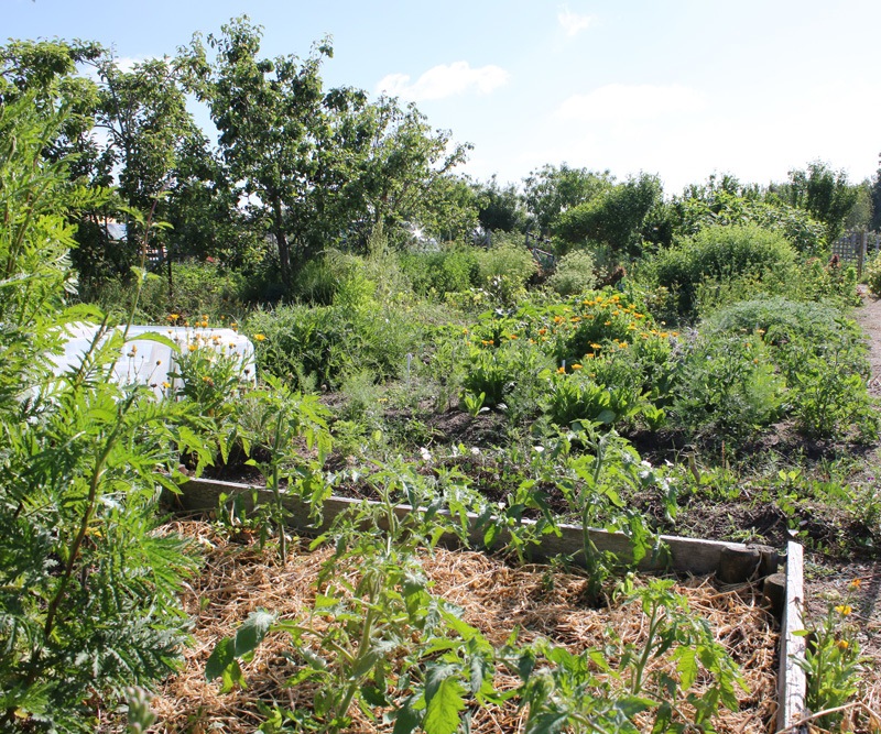 Débuter au potager - Conseils pratiques pour bien démarrer en bio