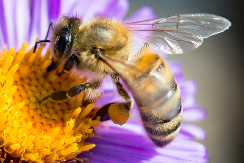 Le thiaclopride est un pesticide dangereux pour les abeilles et les humains, interdisez-le !