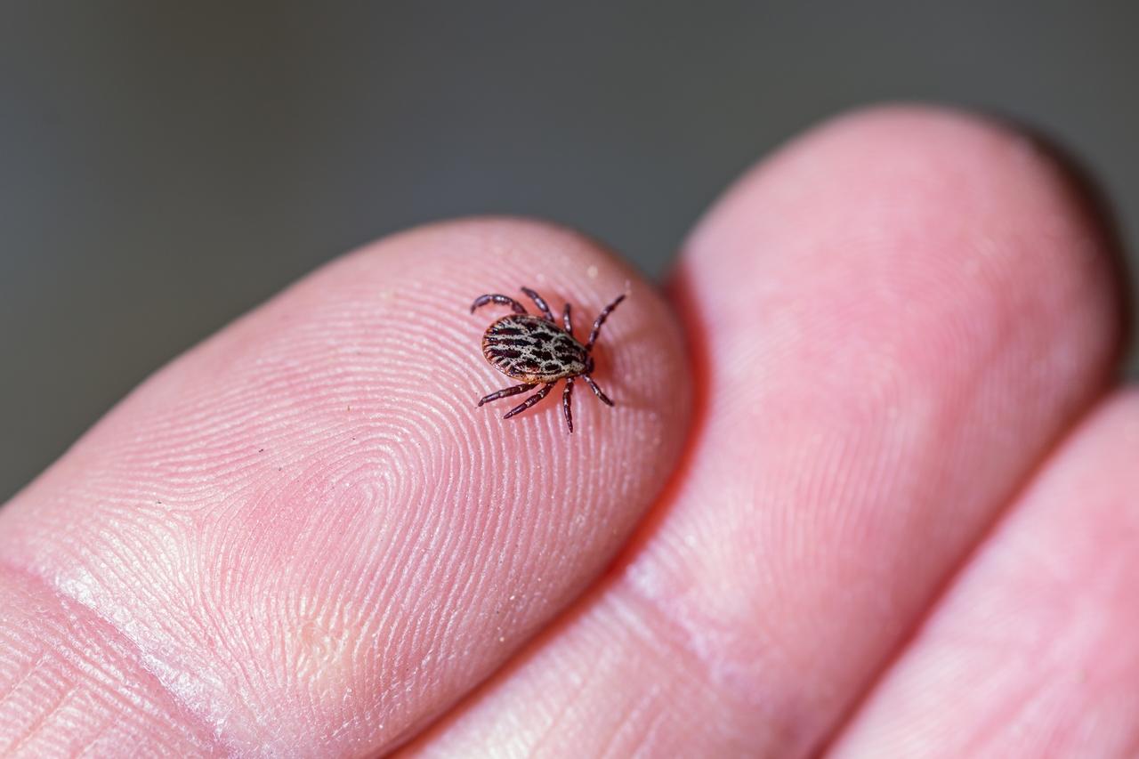 Maladie de Lyme : son incidence va augmenter avec le réchauffement climatique